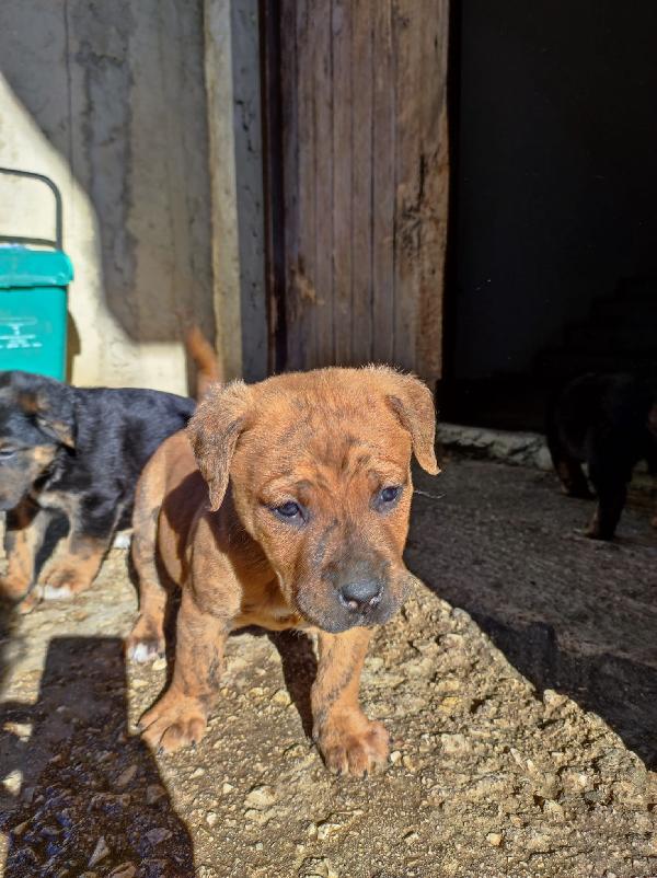 Cuccioli incrocio Corso Foto 3